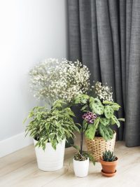 Indoor Plants
