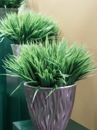 Ornamental Grasses