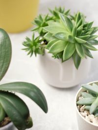 Succulents