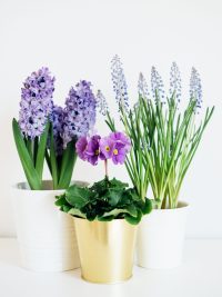 Floral Plants