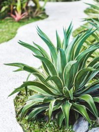 Lanscape Plants